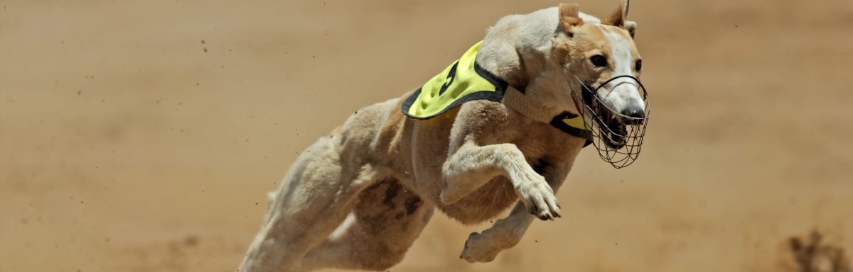 Imagen destacada Galgo Apuesta